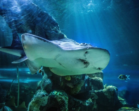 Are there Sharks in the Croatian Adriatic Sea?