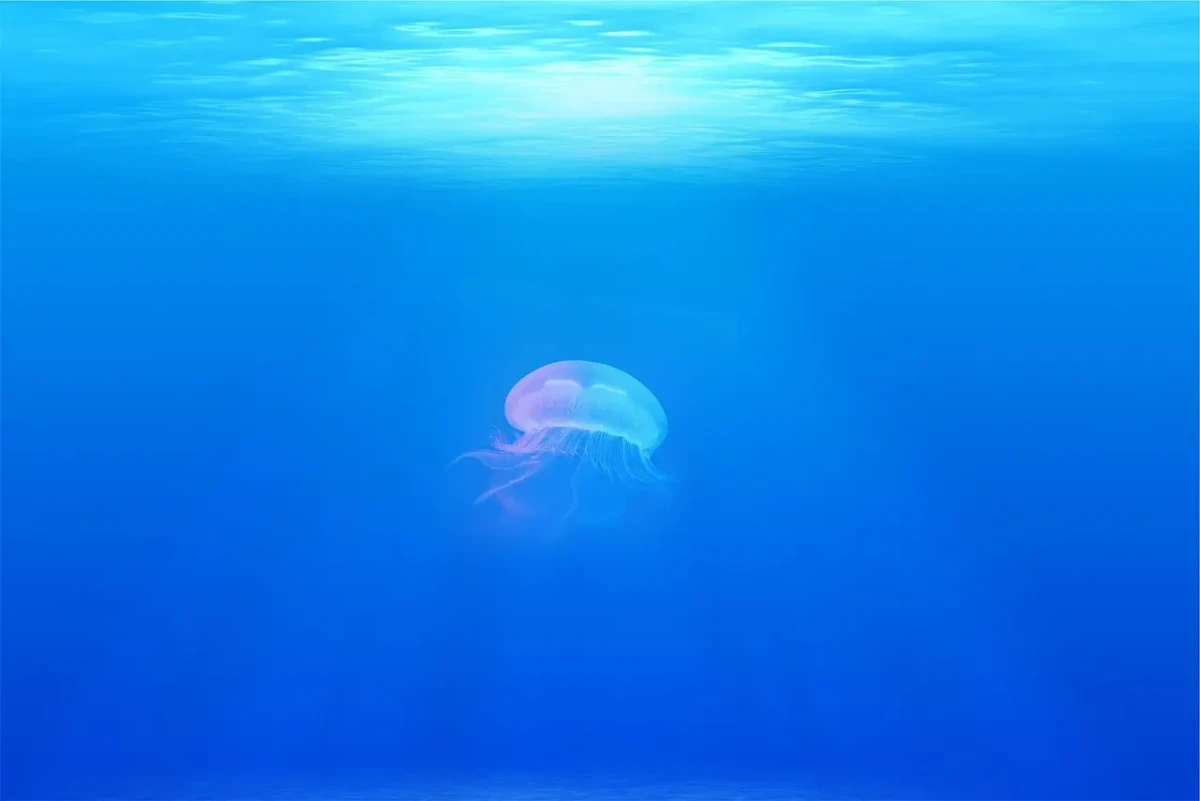 Are There Jellyfish in the Adriatic Sea – And Should You Be Worried?