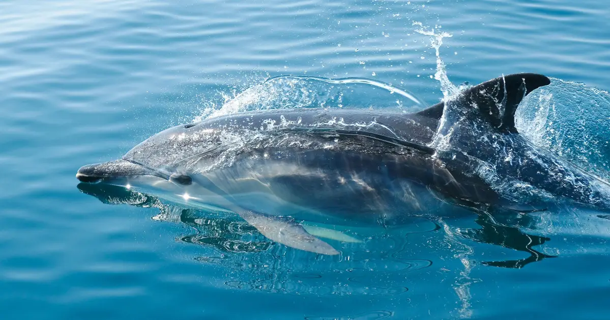 6 Exotic Animals You Didn't Know Can Be Seen in the Adriatic