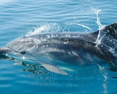 6 Exotic Animals You Didn't Know Can Be Seen in the Adriatic