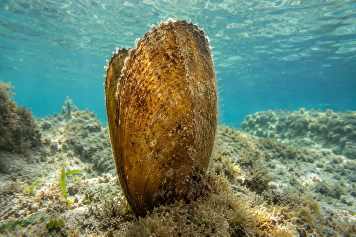 10 Facts About The Adriatic That Will Blow Your Mind: Must Know Before Visiting