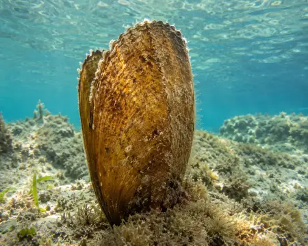 10 Facts About The Adriatic That Will Blow Your Mind: Must Know Before Visiting