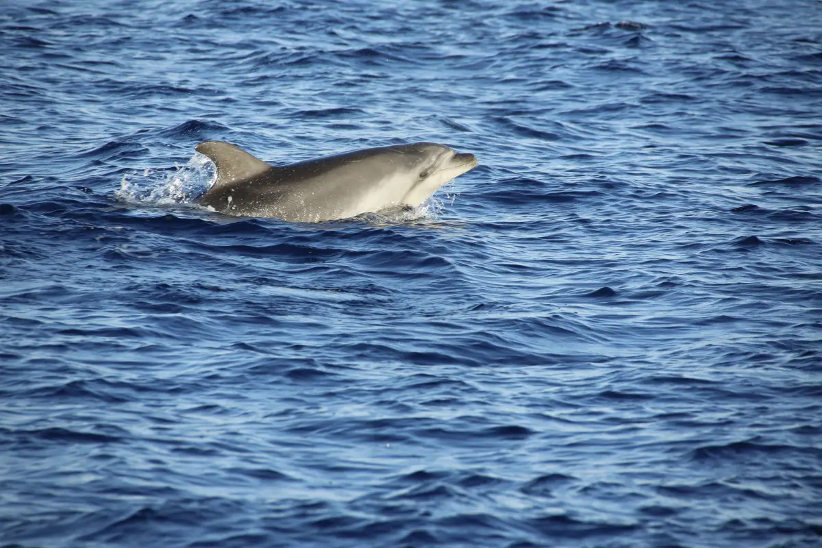 6 Exotic Animals You Didn't Know Can Be Seen in the Adriatic