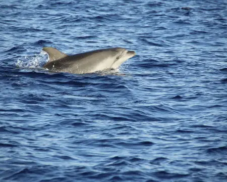 6 Exotic Animals You Didn't Know Can Be Seen in the Adriatic